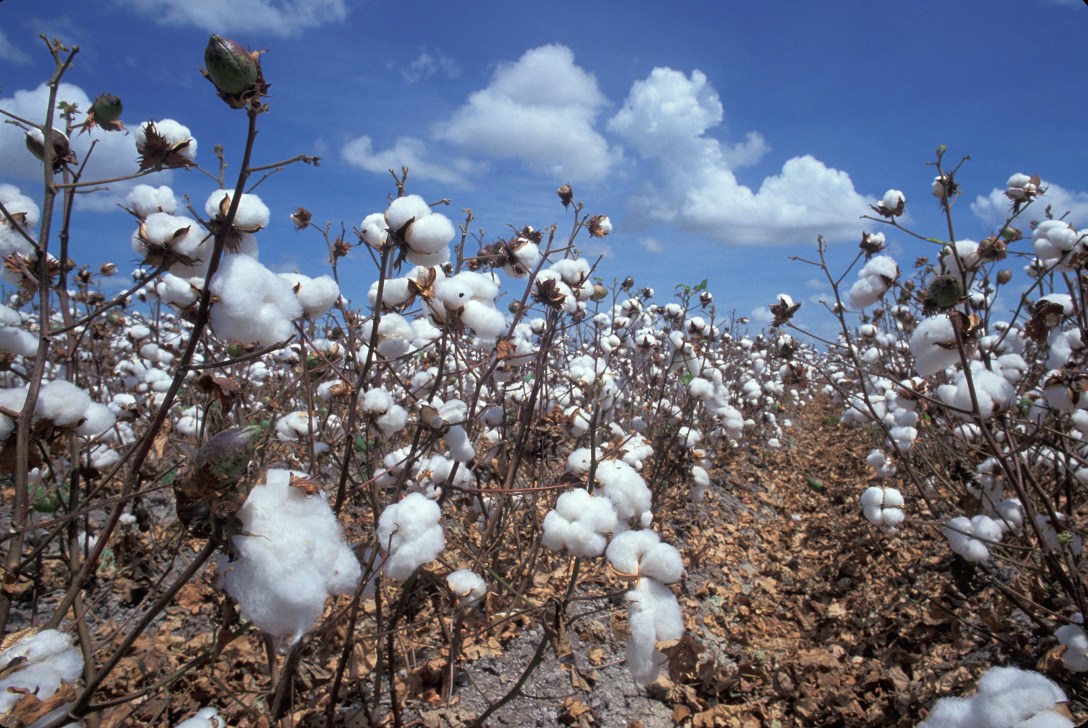 Baumwollproduktion, Baumwollfaser, Baumwollpflanze, Kai Hughes, International Cotton Advisory Committee (ICAC), ,