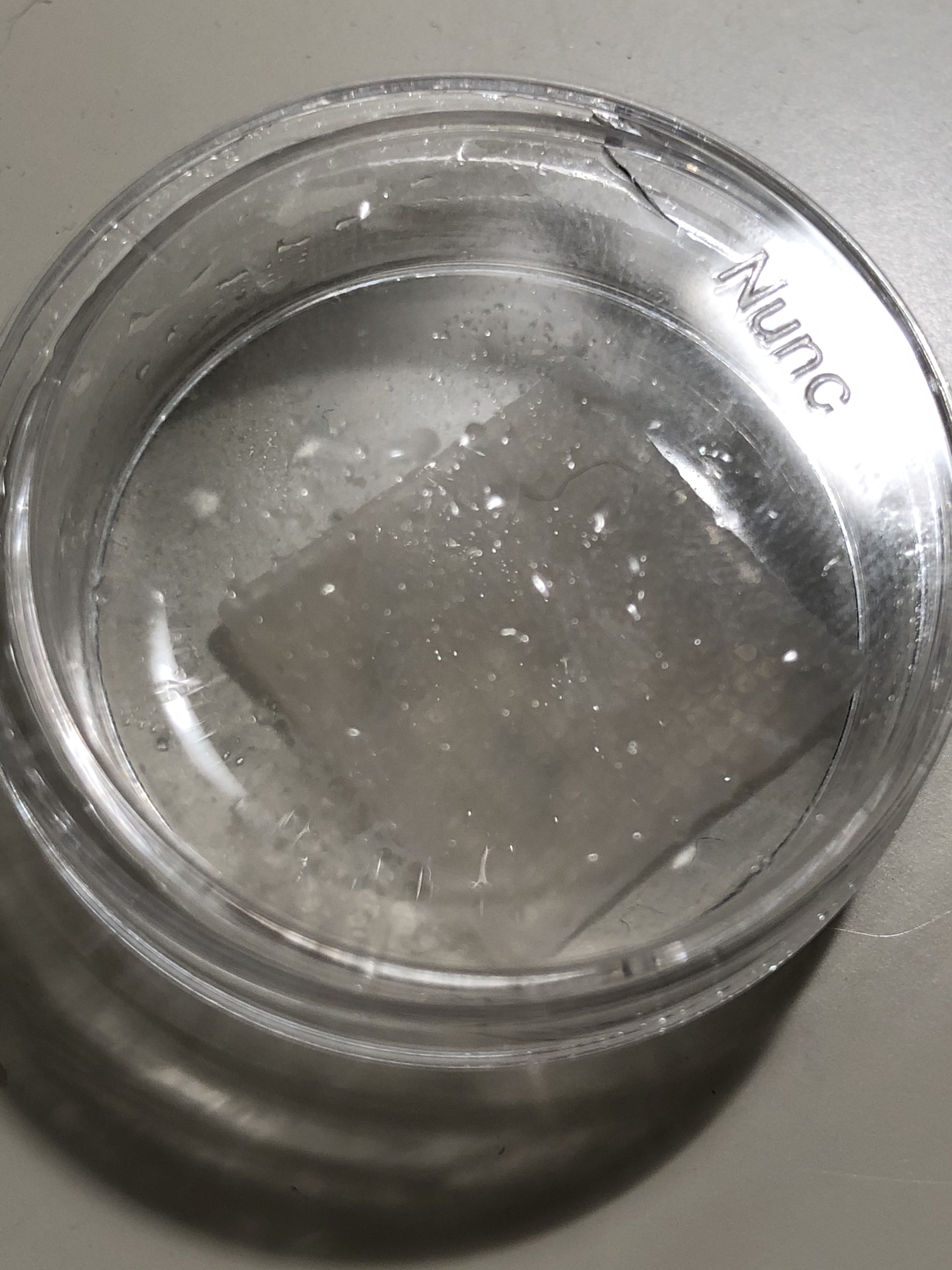 Zucht von Pelztieren, Furoid, in vitro Haarfollikel